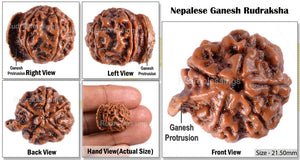 Nepalese Ganesh Rudraksha - Bead No. 46