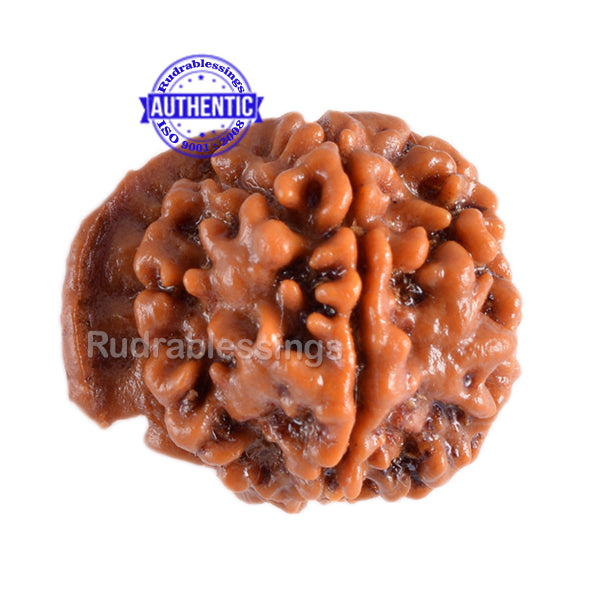 Nepalese Ganesh Rudraksha - Bead No. 47