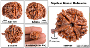 Nepalese Ganesh Rudraksha - Bead No. 47