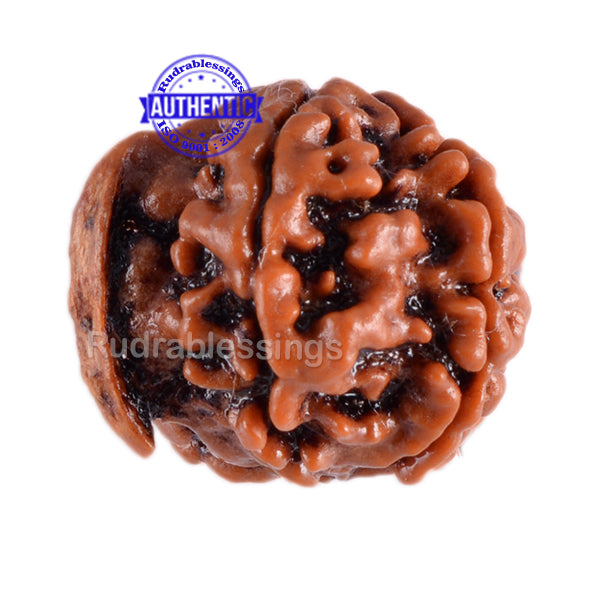 Nepalese Ganesh Rudraksha - Bead No. 48