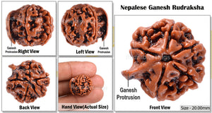 Nepalese Ganesh Rudraksha - Bead No. 48