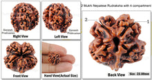 Load image into Gallery viewer, 2 mukhi Nepalese Rudraksha with 4 Compartments
