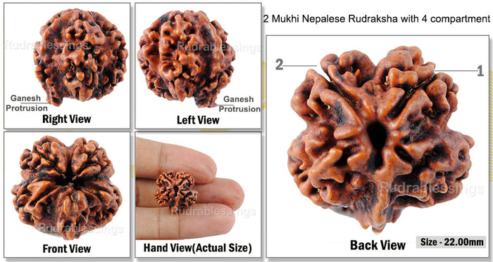 2 mukhi Nepalese Rudraksha with 4 Compartments