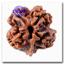 Load image into Gallery viewer, 2 mukhi Nepalese Rudraksha with 4 Compartments
