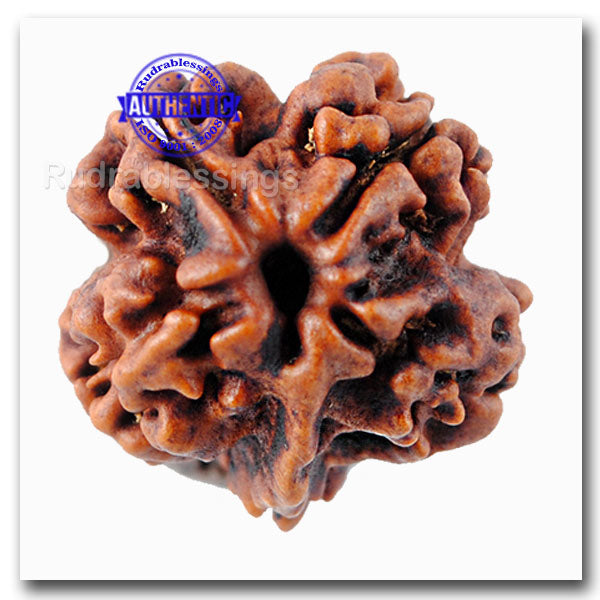 2 mukhi Nepalese Rudraksha with 4 Compartments