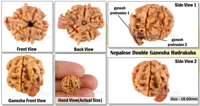 Nepalese Double Ganesh Rudraksha - Bead No. 30