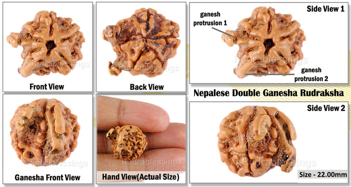 Nepalese Double Ganesh Rudraksha - Bead No. 31