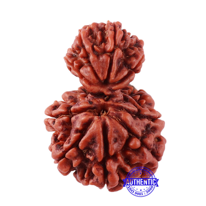 10 Mukhi Nepalese Garbh Gauri Rudraksha - Bead No. 28