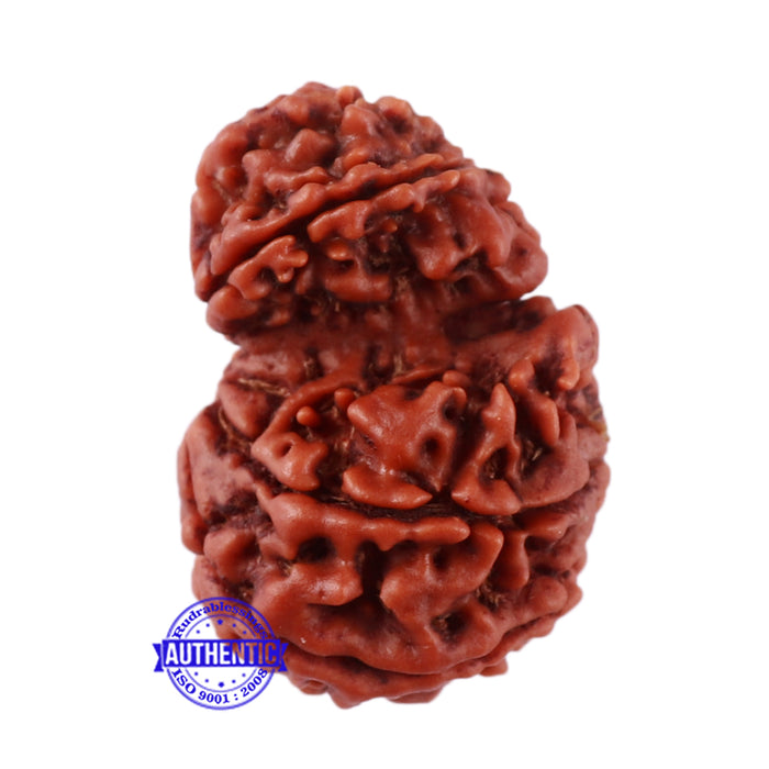 10 Mukhi Nepalese Garbh Gauri Rudraksha - Bead No. 28