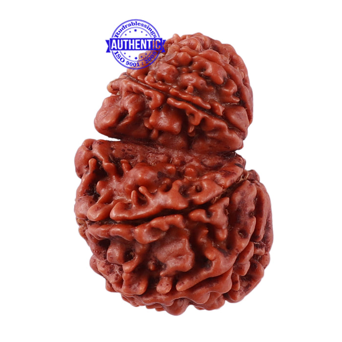 10 Mukhi Nepalese Garbh Gauri Rudraksha - Bead No. 28