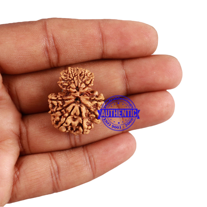 12 Mukhi Nepalese Garbh Gauri Rudraksha - Bead No. 23
