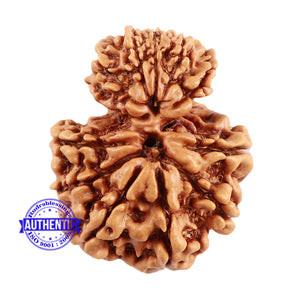 12 Mukhi Nepalese Garbh Gauri Rudraksha - Bead No. 23