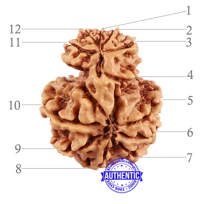 12 Mukhi Nepalese Garbh Gauri Rudraksha - Bead No. 23