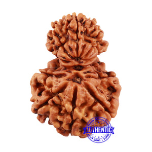 10 Mukhi Nepalese Garbh Gauri Rudraksha - Bead No. 24