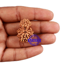 Load image into Gallery viewer, 12 Mukhi Nepalese Garbh Gauri Rudraksha - Bead No. 25
