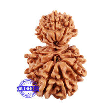 Load image into Gallery viewer, 12 Mukhi Nepalese Garbh Gauri Rudraksha - Bead No. 25
