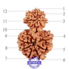 Load image into Gallery viewer, 12 Mukhi Nepalese Garbh Gauri Rudraksha - Bead No. 25
