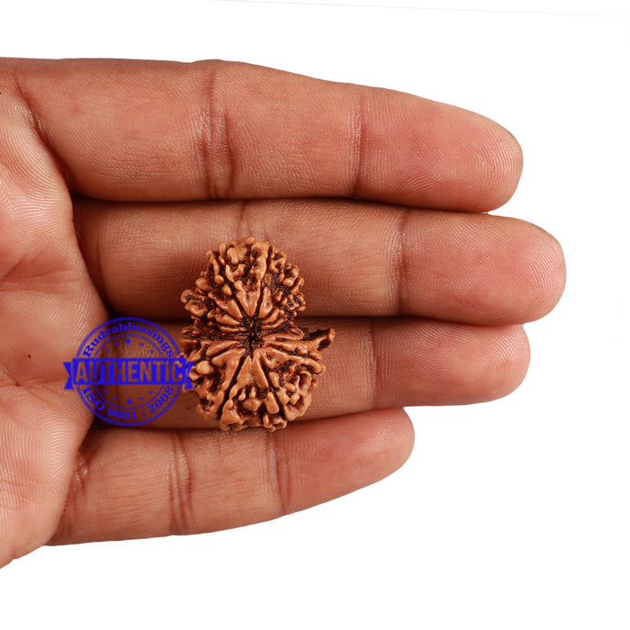 13 Mukhi Nepalese Garbh Gauri Rudraksha with Ganesha - Bead No. 157