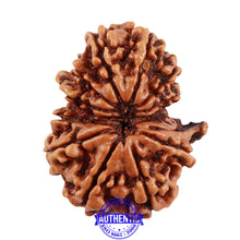 Load image into Gallery viewer, 13 Mukhi Nepalese Garbh Gauri Rudraksha with Ganesha - Bead No. 157
