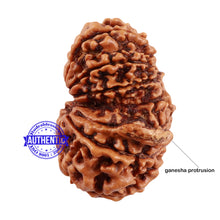 Load image into Gallery viewer, 13 Mukhi Nepalese Garbh Gauri Rudraksha with Ganesha - Bead No. 157
