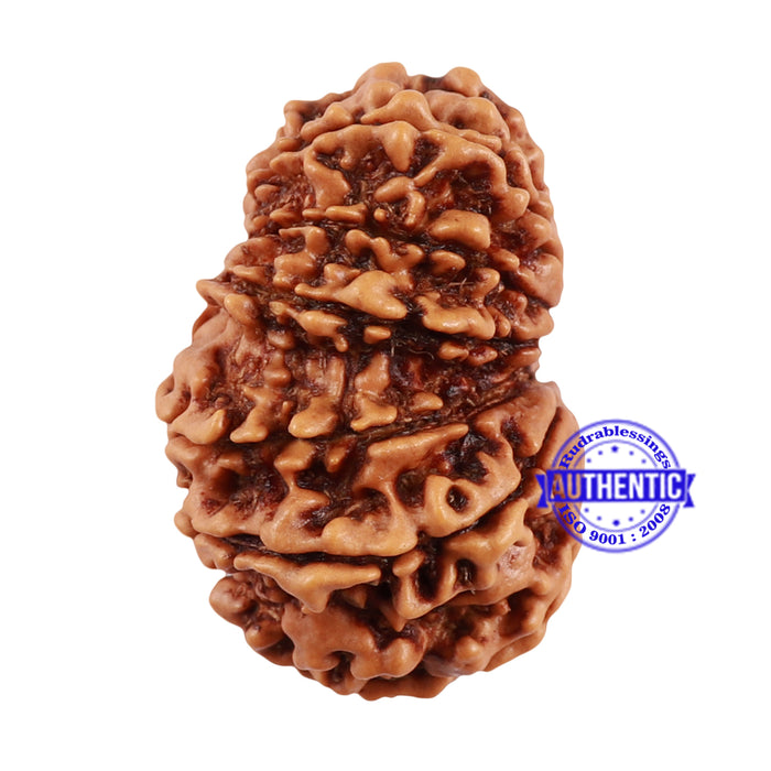 13 Mukhi Nepalese Garbh Gauri Rudraksha with Ganesha - Bead No. 157