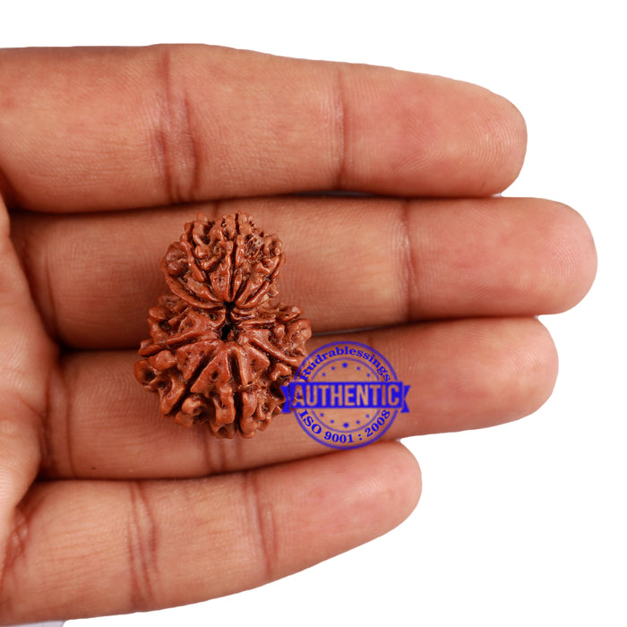 10 Mukhi Nepalese Garbh Gauri Rudraksha - Bead No. 27
