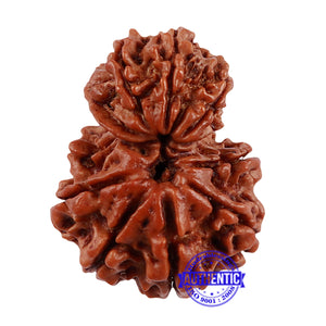 10 Mukhi Nepalese Garbh Gauri Rudraksha - Bead No. 27