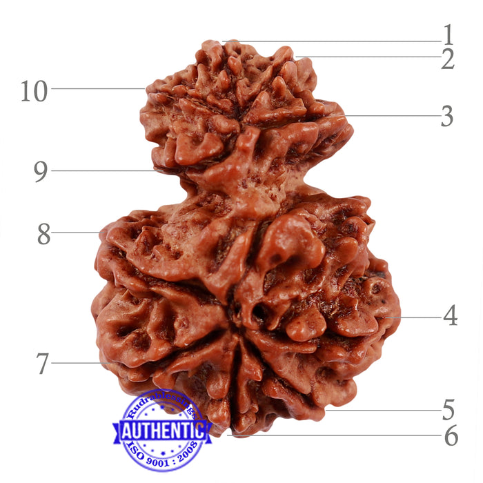 10 Mukhi Nepalese Garbh Gauri Rudraksha - Bead No. 27