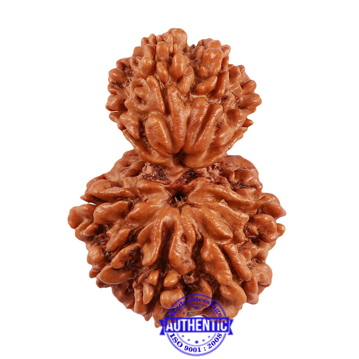10 Mukhi Nepalese Garbh Gauri Rudraksha - Bead No. 29