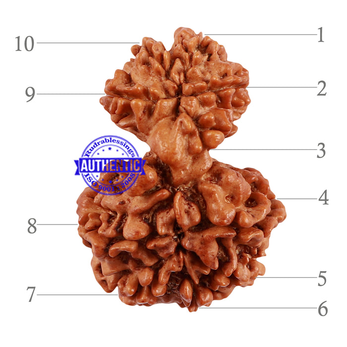 10 Mukhi Nepalese Garbh Gauri Rudraksha - Bead No. 29