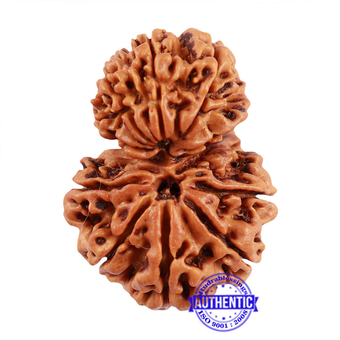 12 Mukhi Nepalese Garbh Gauri Rudraksha - Bead No. 30