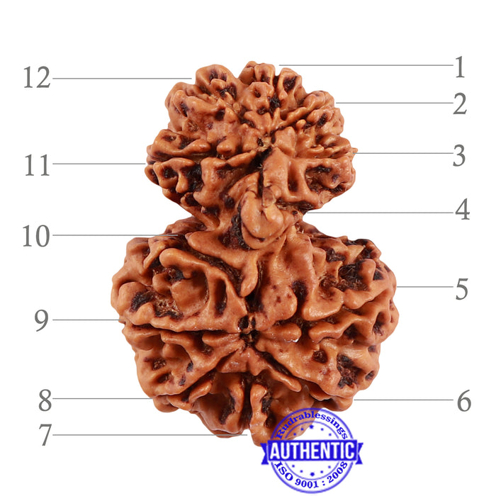 12 Mukhi Nepalese Garbh Gauri Rudraksha - Bead No. 30