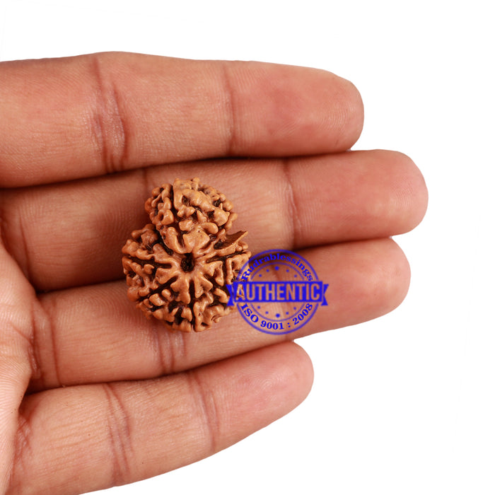 7 Mukhi Nepalese Garbh Gauri Rudraksha with Ganesha - Bead No. 31
