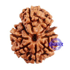 7 Mukhi Nepalese Garbh Gauri Rudraksha with Ganesha - Bead No. 31