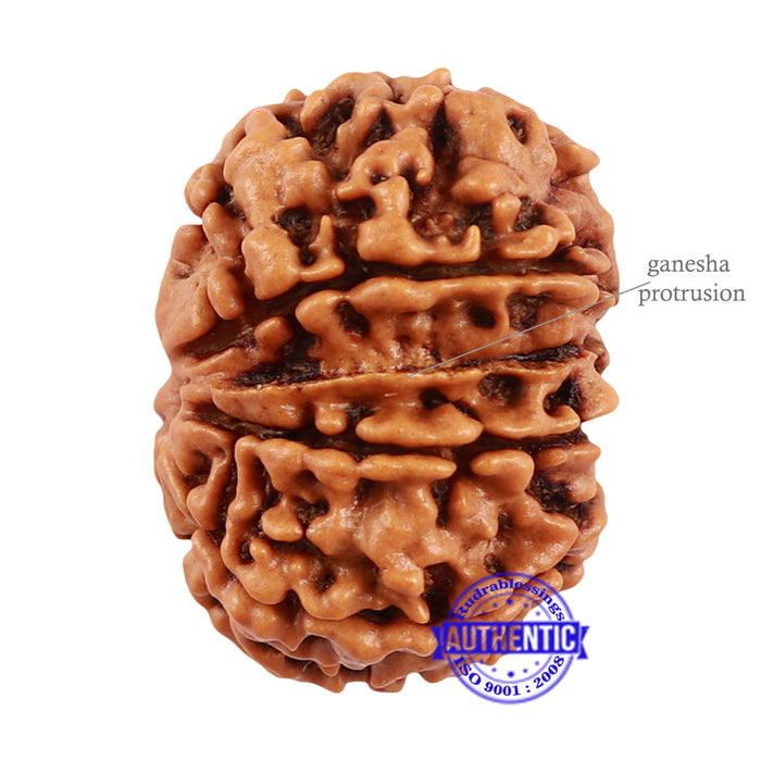 7 Mukhi Nepalese Garbh Gauri Rudraksha with Ganesha - Bead No. 31