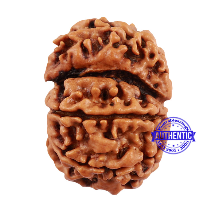 7 Mukhi Nepalese Garbh Gauri Rudraksha with Ganesha - Bead No. 31