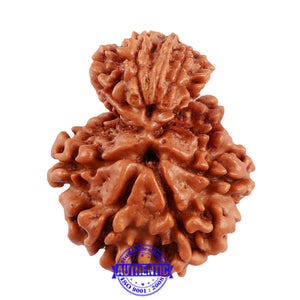 10 Mukhi Nepalese Garbh Gauri Rudraksha - Bead No. 32