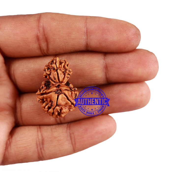 8 Mukhi Nepalese Garbh Gauri Rudraksha - Bead No. 34