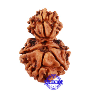 8 Mukhi Nepalese Garbh Gauri Rudraksha - Bead No. 34
