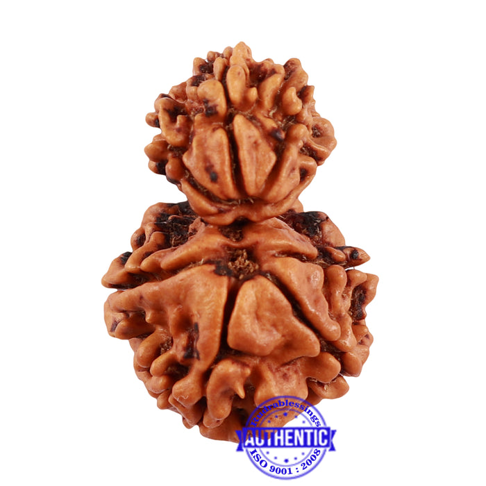8 Mukhi Nepalese Garbh Gauri Rudraksha - Bead No. 34