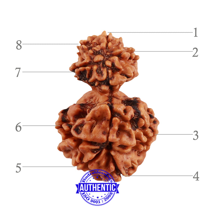 8 Mukhi Nepalese Garbh Gauri Rudraksha - Bead No. 34