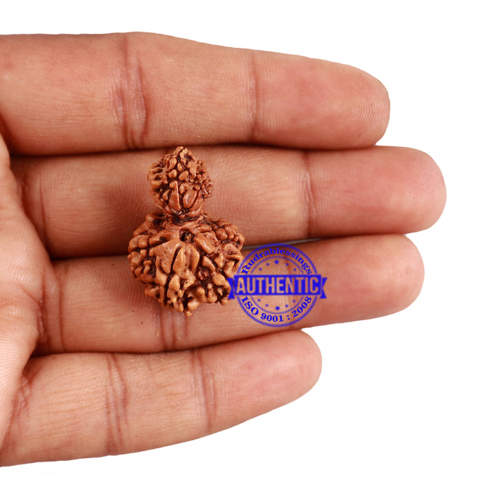 8 Mukhi Nepalese Garbh Gauri Rudraksha with Ganesha - Bead No. 35