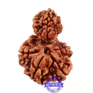 8 Mukhi Nepalese Garbh Gauri Rudraksha with Ganesha - Bead No. 35