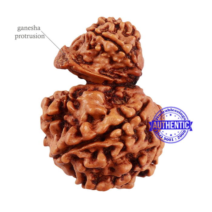 8 Mukhi Nepalese Garbh Gauri Rudraksha with Ganesha - Bead No. 35