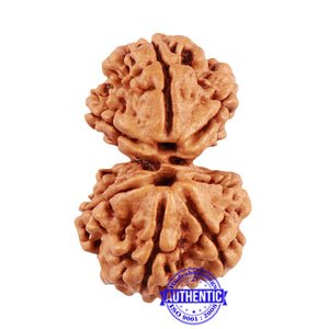 8 Mukhi Nepalese Garbh Gauri Rudraksha - Bead No. 36