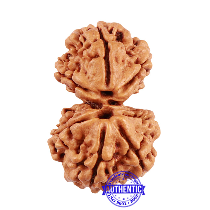 8 Mukhi Nepalese Garbh Gauri Rudraksha - Bead No. 36