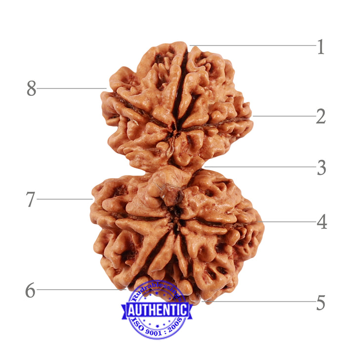 8 Mukhi Nepalese Garbh Gauri Rudraksha - Bead No. 36