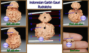 Indonesian Garbh Gauri Rudraksha - Bead No. 1