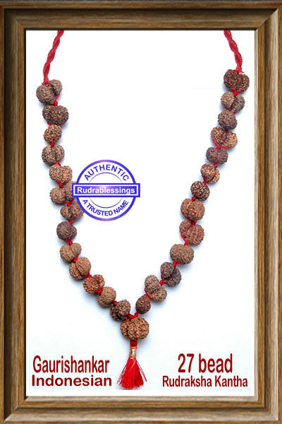 Gaurishanker Rudraksha mala from Indonesia (27 beads )