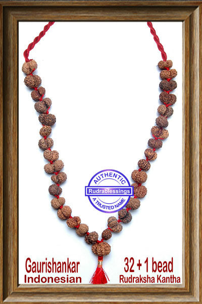 Gaurishanker Rudraksha kantha from Indonesia (32 + 1 beads)